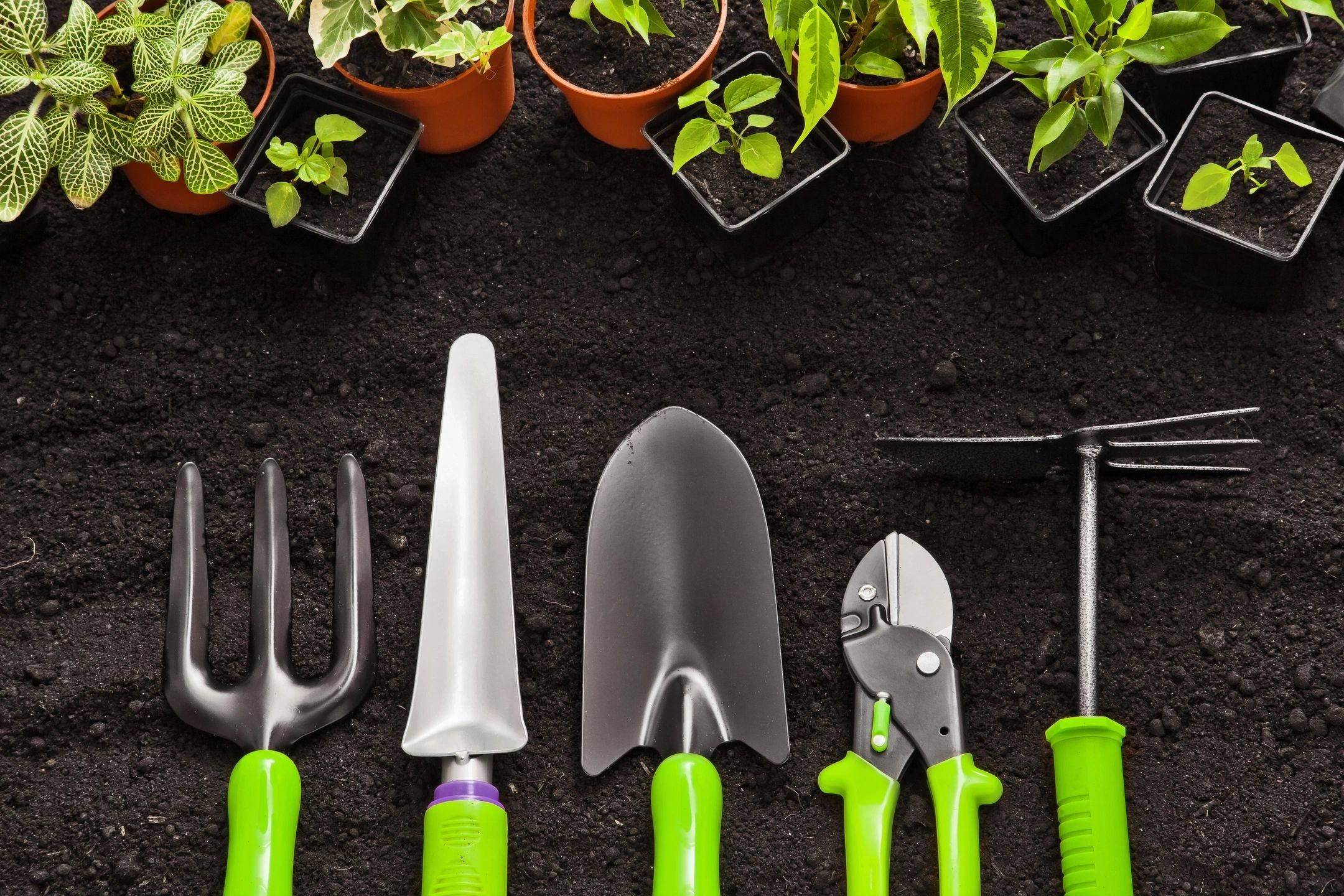 6 Tips for Gardening Activities in the Classroom