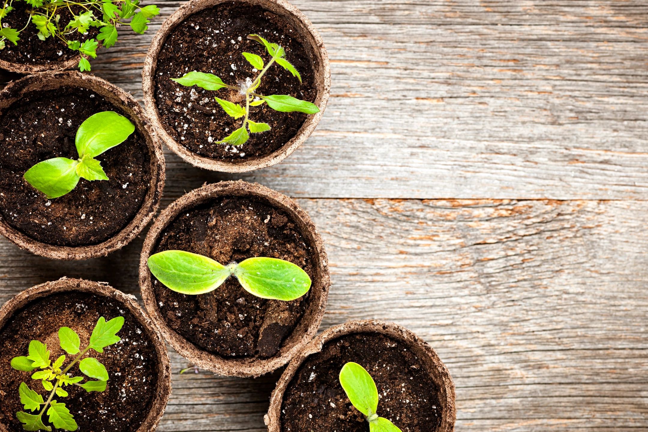 a High School Teacher’s Diary: planting seeds in the classroom